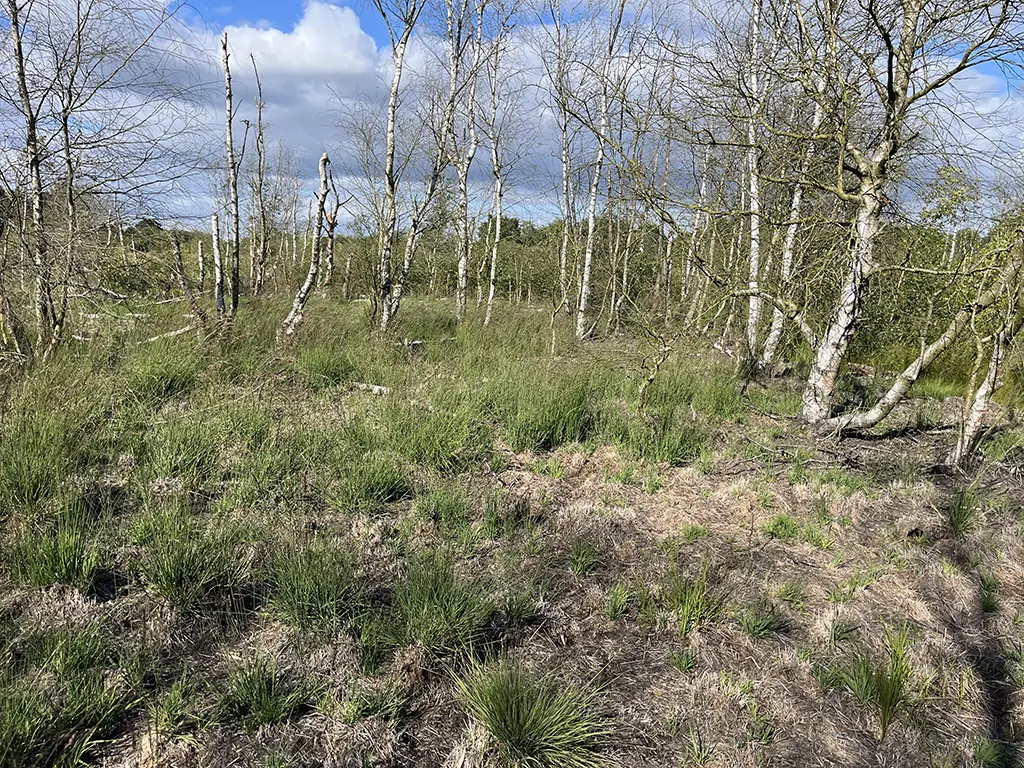 Abgestorbene Birken im vernässten Moor