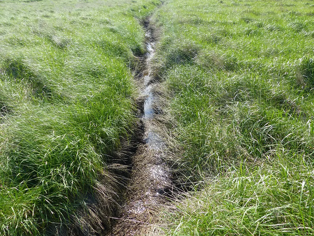 Alte Grüppe, die beginnt zu mäandrieren