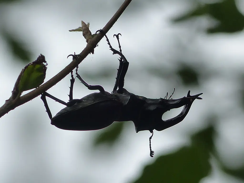 Eine Besonderheit stellt der Hirschkäfer in der Göhrde dar