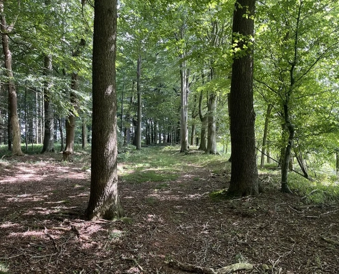 Laubwald an der Lecker Au