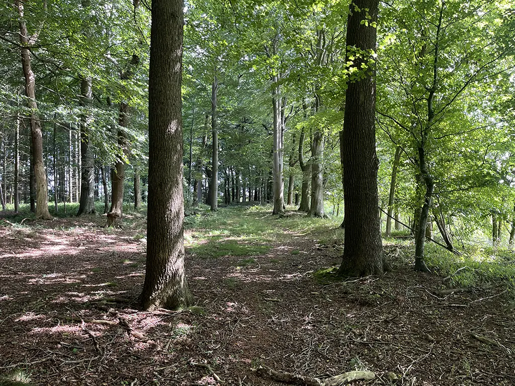 Laubwald an der Lecker Au