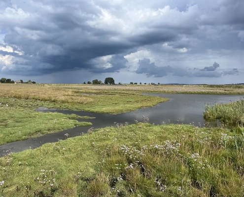 Salzwiese am Sehlendorfer Binnensee