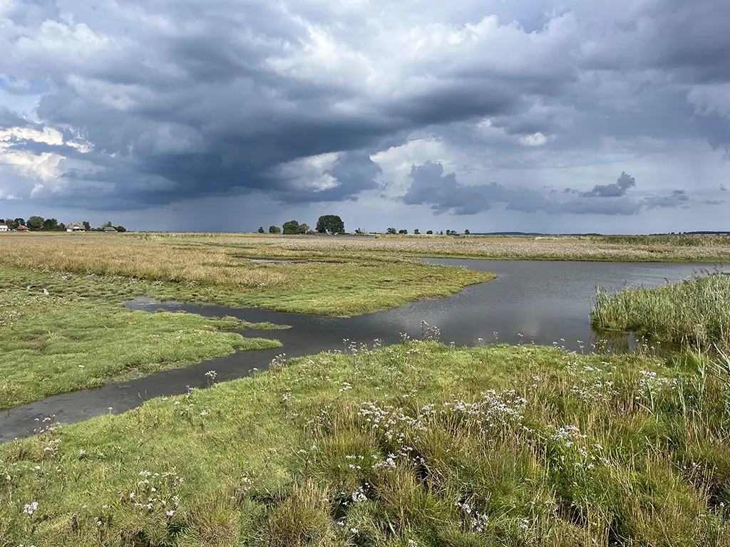 Salzwiese am Sehlendorfer Binnensee