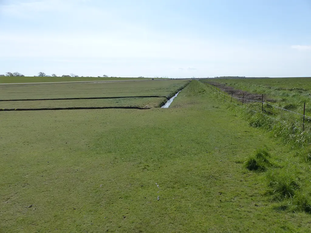 Scharfe Grenze zwischen beweideter und unbeweideter Salzwiese