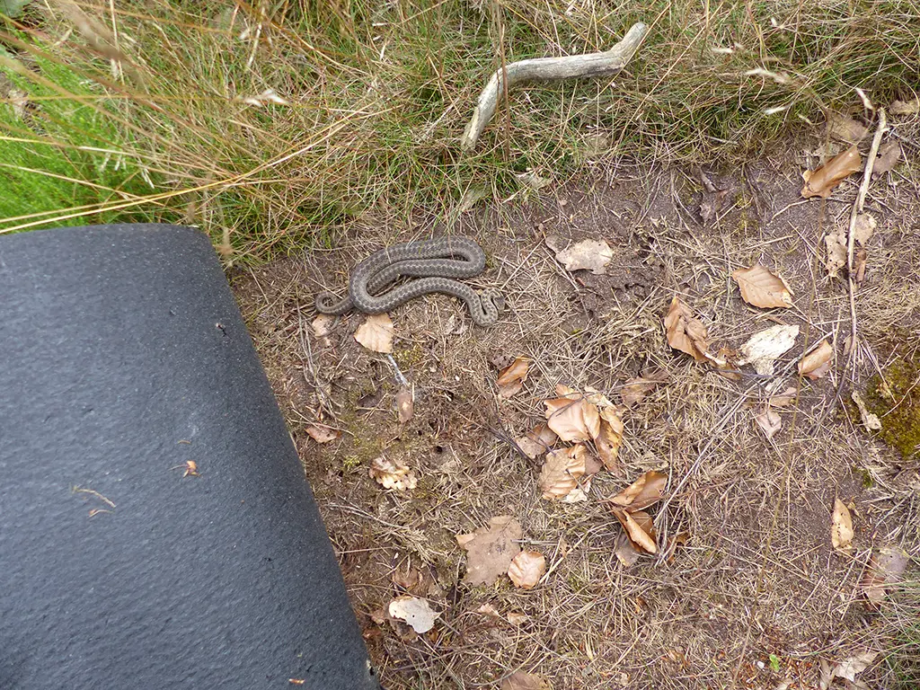 Adulte Schlingnatter unter ausgebrachten künstlichen Versteck