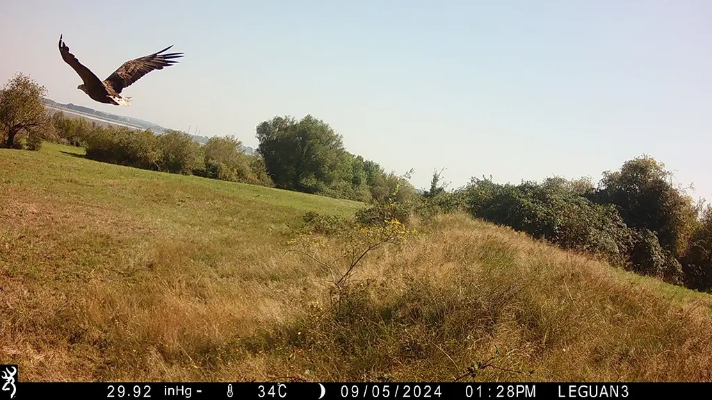 Seeadler: Eine Koexistenz mit Möwenkolonien ist möglich