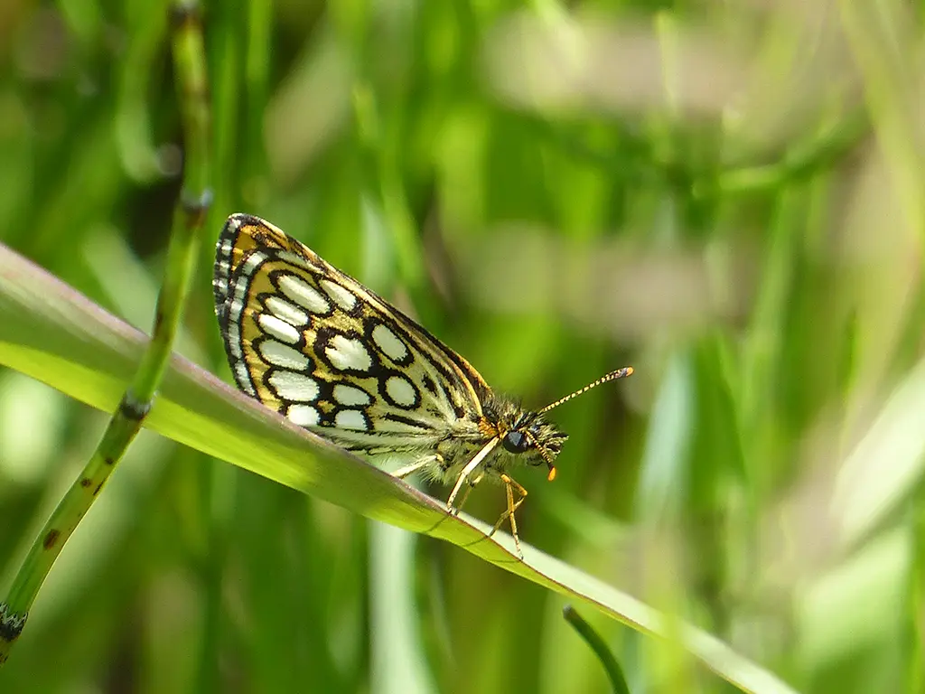 Spiegelfleck Dickkopffalter