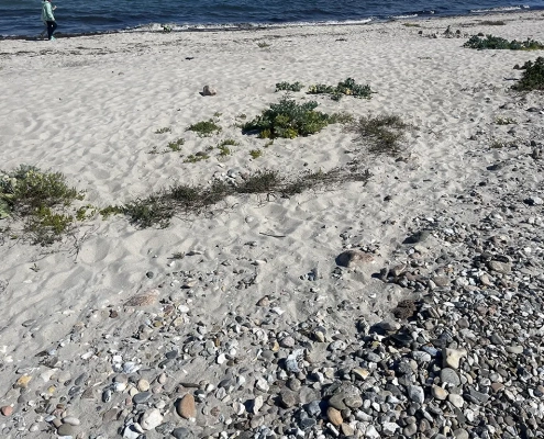 Spülsaum bei Hohwacht