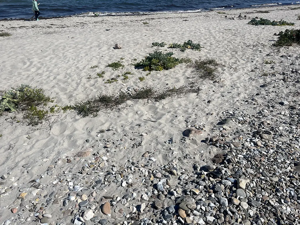 Spülsaum bei Hohwacht