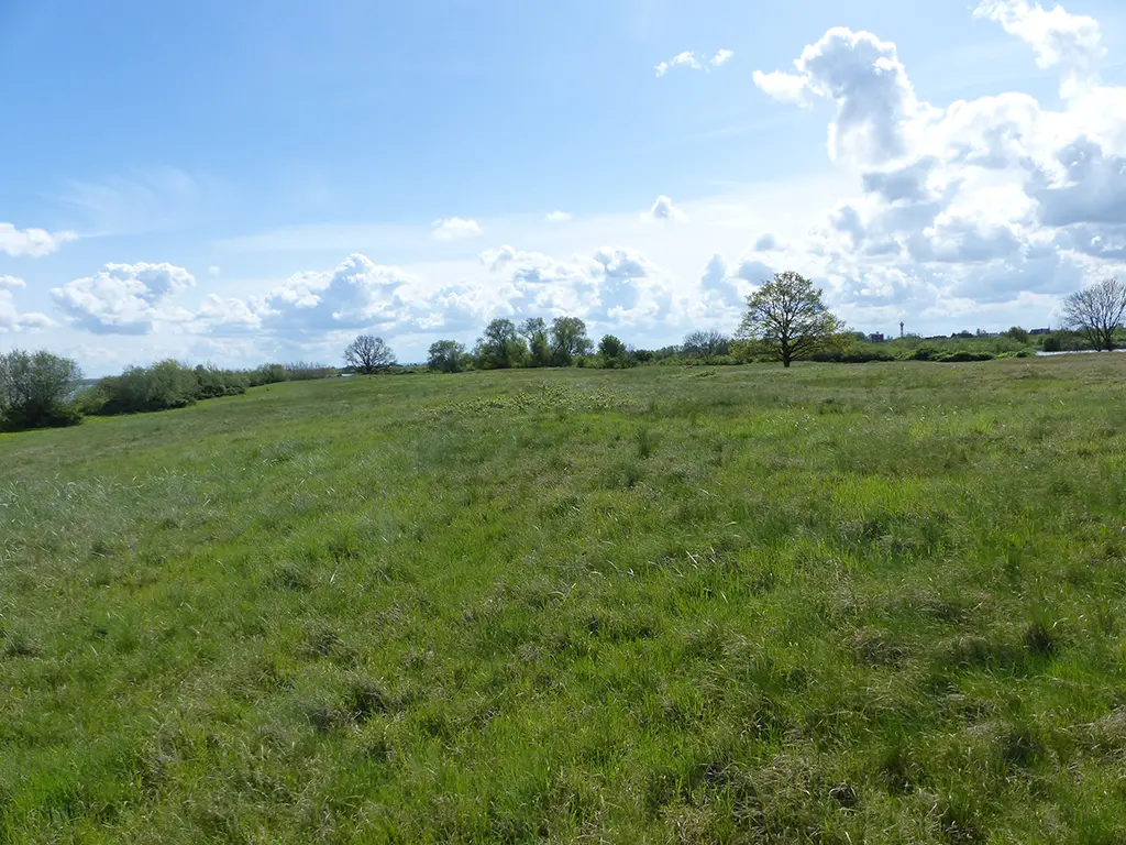 Die Südspitze Lühesands: ein geeignetes Habitat für Möwenkolonien