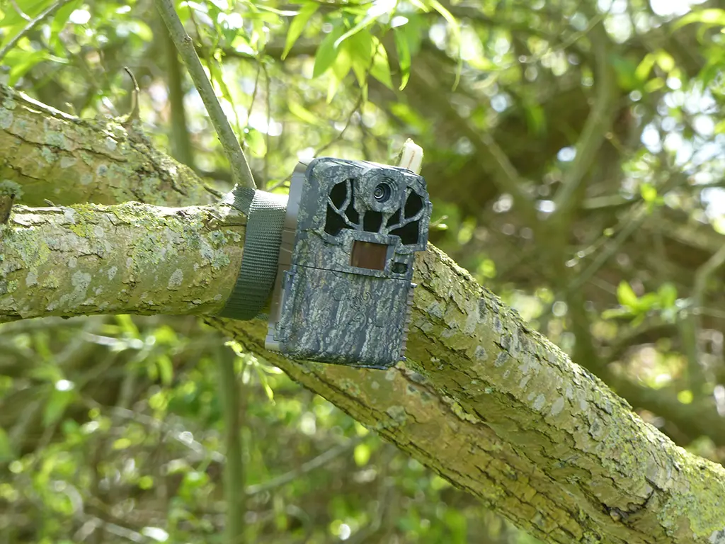 Einsatz von Wildkameras zum Nachweis von Prädatoren