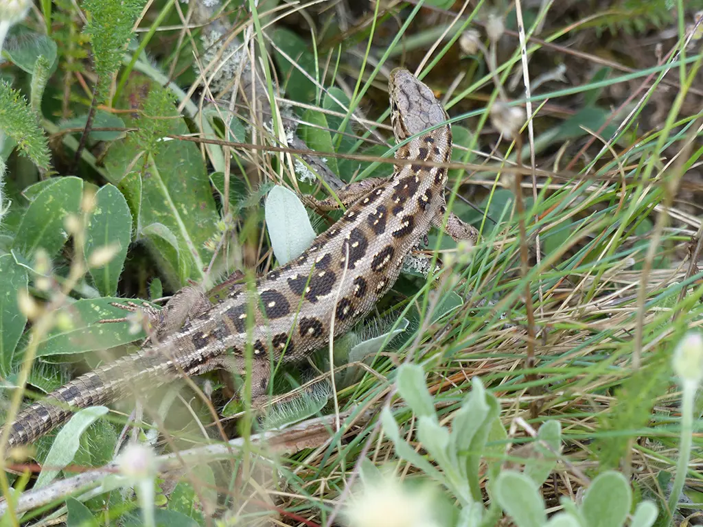 Adulte, weibliche Zauneidechse