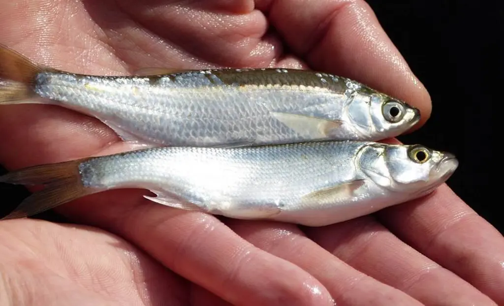 Aland (oben) und Rapfen (unten) im Vergleich